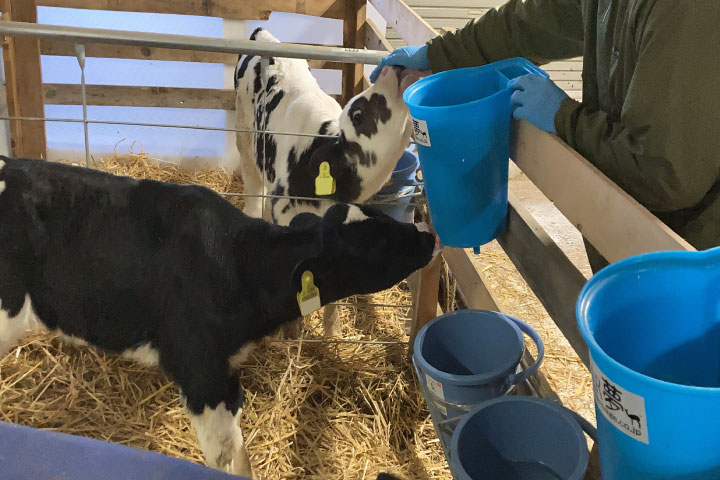 【子牛がミルクを飲まないときは？】原因と対応策をご紹介！