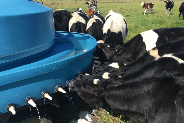 【子牛がミルクを飲まないときは？】原因と対応策をご紹介！
