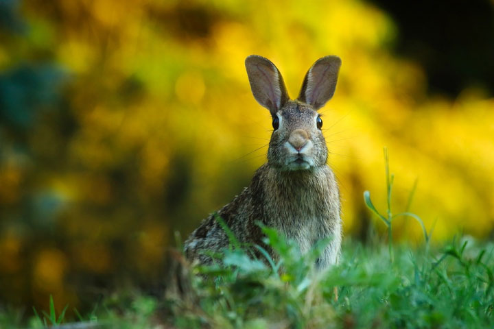 【ノウサギ 対策 】ノウサギの生態から対策事例もご紹介（電気柵、フェンス）