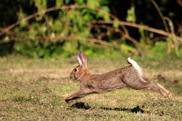【ノウサギ 対策 】ノウサギの生態から対策事例もご紹介（電気柵、フェンス）