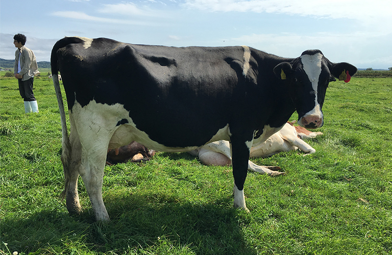 日本初 ニュージーランド放牧牛の凍結精液を輸入