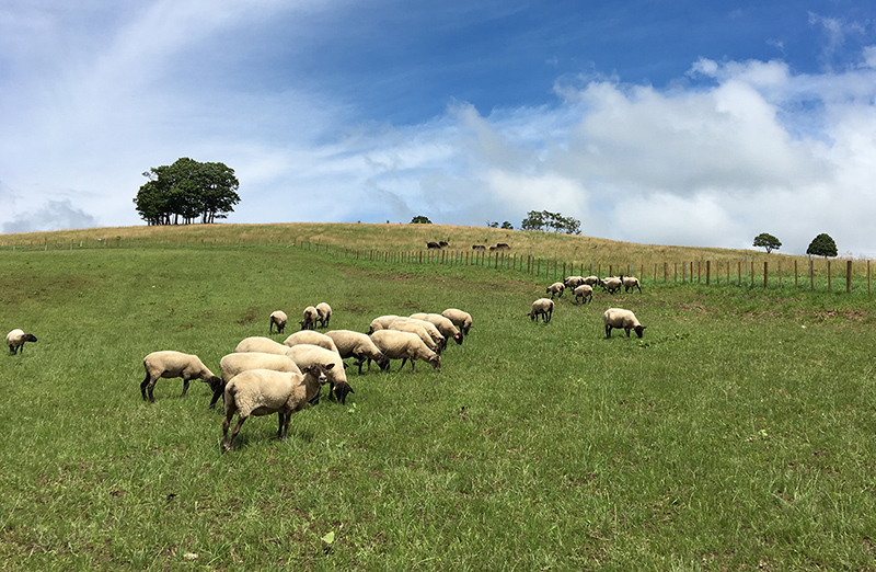ニュージーランド・北海道羊協力プロジェクト 発足