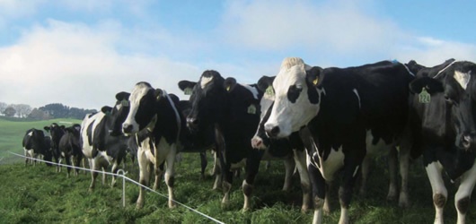 畜産動物関連商品（放牧商品） | ファームエイジ株式会社 | 電気柵を用