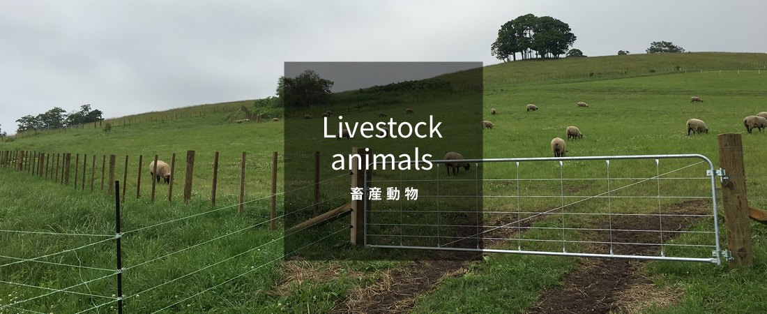 畜産動物 Livestock animals