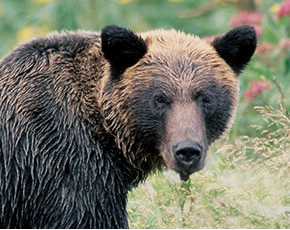 クマ（熊） | 電気柵、フィールドフェンス | ファームエイジ株式会社 ...