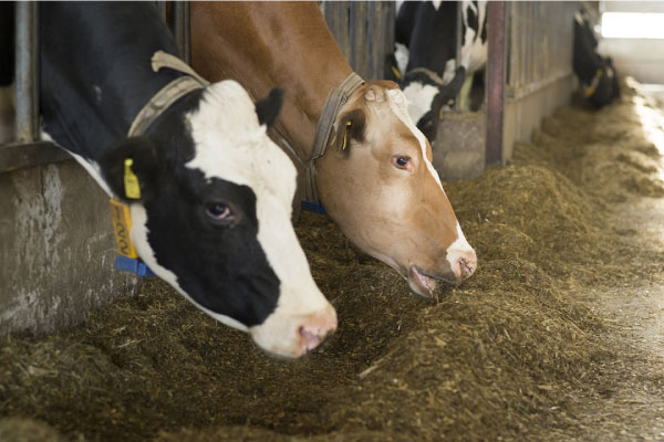 【子牛の健康管理】濃厚飼料を食べてくれない時の原因と対策
